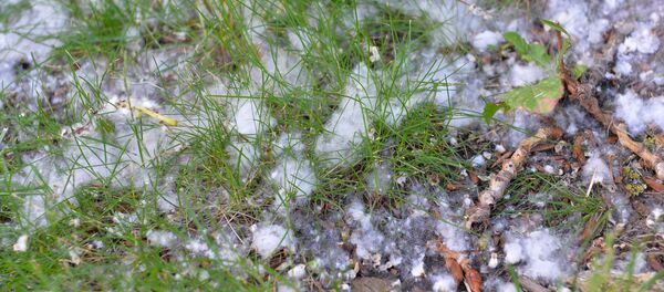 Тополиный пух - Sputnik Беларусь