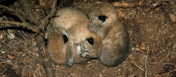 Маленькие рысята, найденные в Налибоках - Sputnik Беларусь