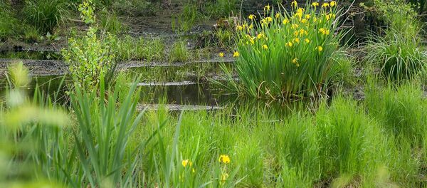 Болотные ирисы - Sputnik Беларусь