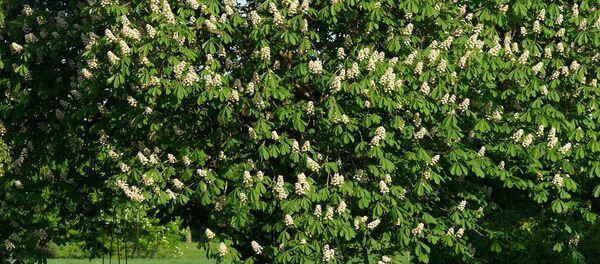 Каштан, архіўнае фота Каштан, архіўнае фота - Sputnik Беларусь