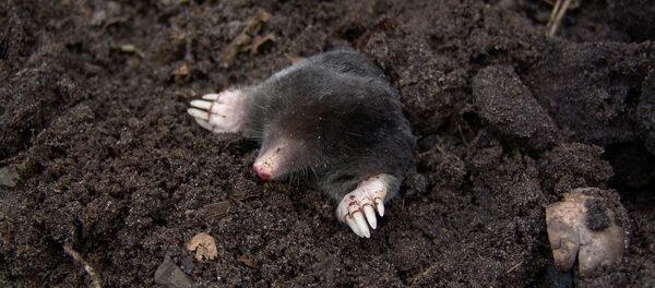 Крот, архивное фото - Sputnik Беларусь