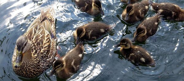 Утка с утятами, архивное фото - Sputnik Беларусь