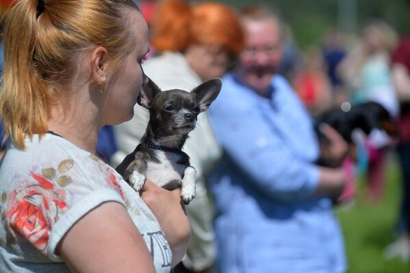 Обладатели небольших собак ждали выступления, держа питомцев на руках. - Sputnik Беларусь