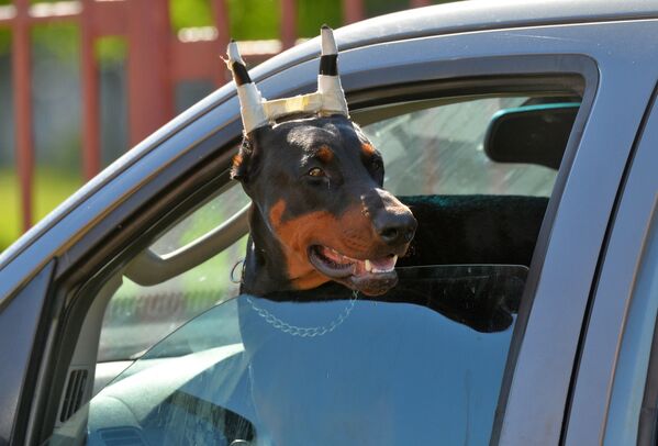 У владельцев собак есть свои небольшие лайфхаки для выставок: такой, например, чтобы уши правильно торчали. - Sputnik Беларусь