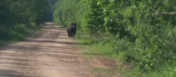 Медведь в лесу Витебского района - Sputnik Беларусь
