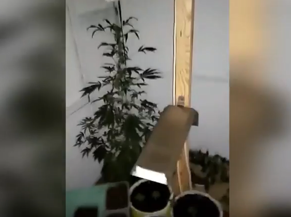 Житель Пуховичского района соорудил лабораторию по выращиванию марихуаны в потайной комнате дачного Житель Пуховичского района соорудил лабораторию по выращиванию марихуаны в потайной комнате дачного - Sputnik Беларусь