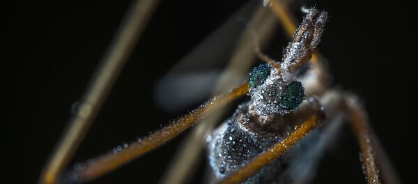 Насекомое комар-долгоножка - Sputnik Беларусь