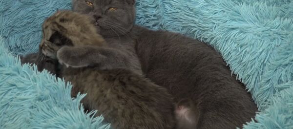 Кошка Моника из приморского зоопарка заменила мать новорожденной рыси - Sputnik Беларусь