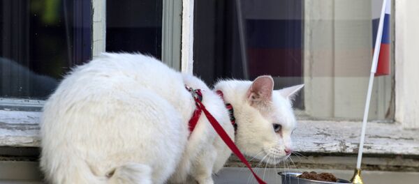 Кот-оракул Ахилл - Sputnik Беларусь