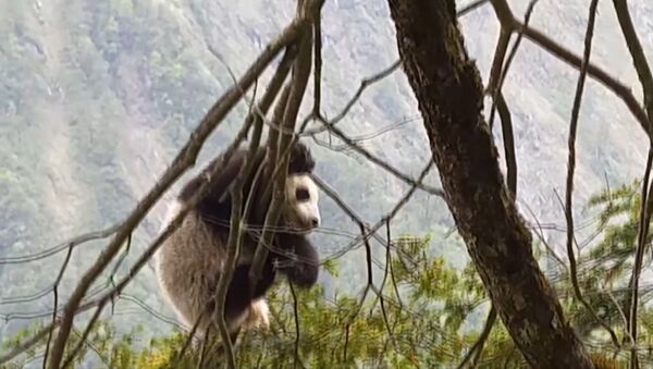 Детеныш дикой панды был впервые обнаружен в китайском заповеднике Вулонг - Sputnik Беларусь