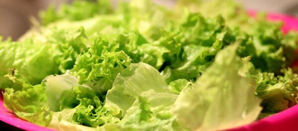 Салат латук, архивное фото - Sputnik Беларусь