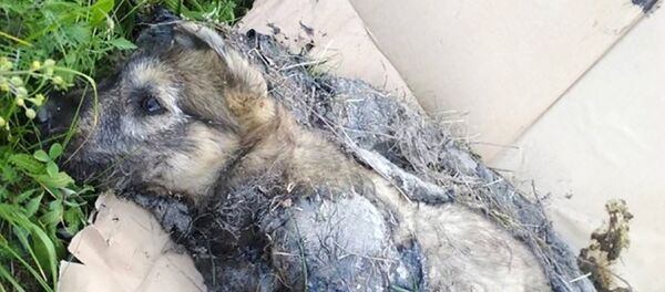 Спасатели вызволили щенка из застывшего битума в Бресте Спасатели вызволили щенка из застывшего битума в Бресте - Sputnik Беларусь