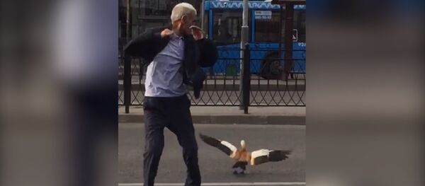 Утка напала на таксиста в Москве - Sputnik Беларусь