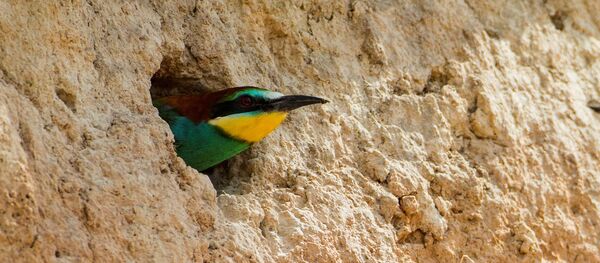 Золотистая щурка, пчелоедка - Sputnik Беларусь