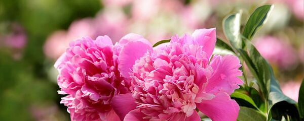 Пионы, архивное фото - Sputnik Беларусь