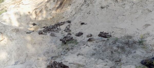 Под Малоритой обнаружены останки 11 человек - Sputnik Беларусь