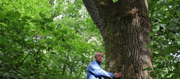 Дуб-гігант расце каля 200 гадоў, яго мясцовыя называюць цар-дуб, ён таксама пойдзе пад высечку - Sputnik Беларусь