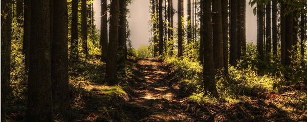 Лес, архивное фото - Sputnik Беларусь