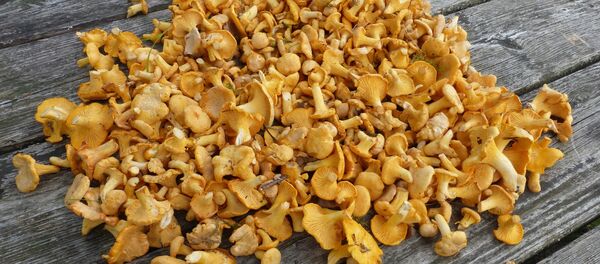 Лисички, архивное фото Лисички, архивное фото - Sputnik Беларусь