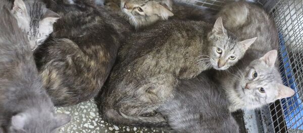 Коты ждут своих хозяев - Sputnik Беларусь