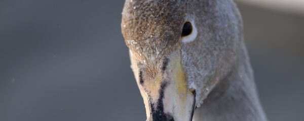 Лебедзь, архіўнае фота Лебедзь, архіўнае фота - Sputnik Беларусь