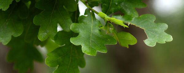 Дуб, архивное фото - Sputnik Беларусь