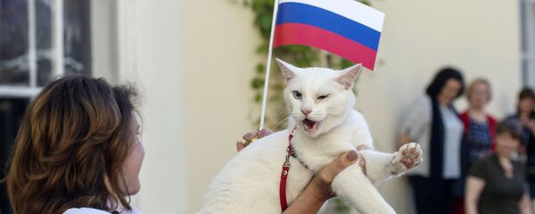 Кот-аракул Ахіл - Sputnik Беларусь