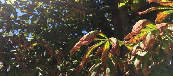 Коричневые листья каштанов - Sputnik Беларусь