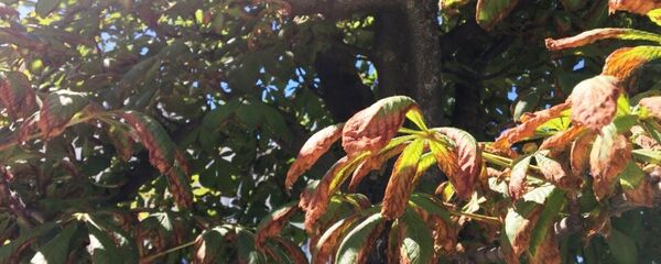 Фотафакт: у Беларусі гінуць каштаны - Sputnik Беларусь