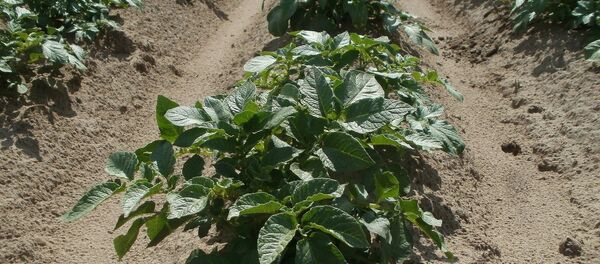 Бульба, архіўнае фота Бульба, архіўнае фота - Sputnik Беларусь