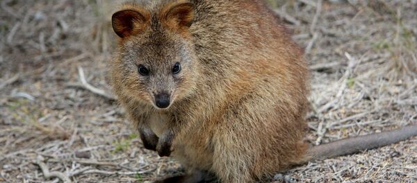 Квокка, архивное фото - Sputnik Беларусь