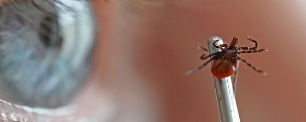 Лаборатория особо опасных и природно-очаговых инфекций Лаборатория особо опасных и природно-очаговых инфекций - Sputnik Беларусь