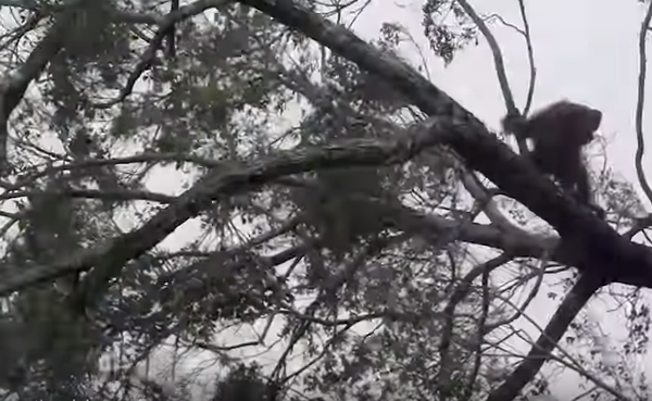 Орангутан в Индонезии напал на экскаватор, который валил лес - Sputnik Беларусь