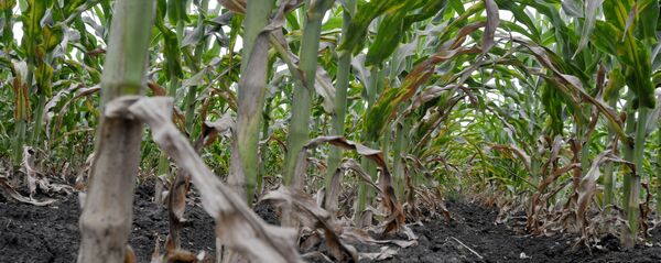 Засыхаючыя пасевы кукурузы Засыхаючыя пасевы кукурузы - Sputnik Беларусь