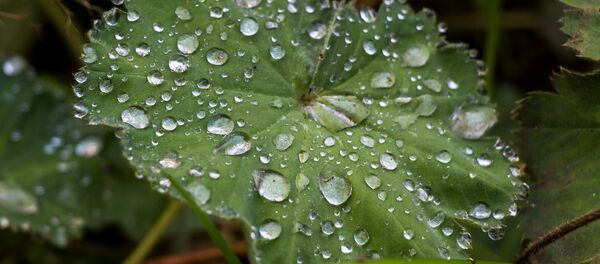 После летнего дождя - Sputnik Беларусь