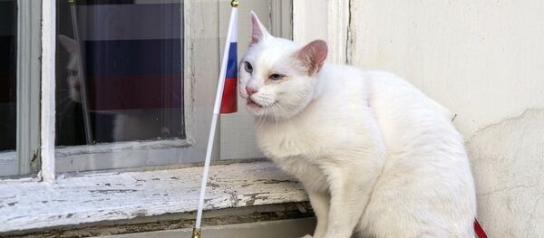 Кот-оракул Ахилл - Sputnik Беларусь