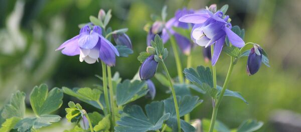 Водосбор, или Орлики, или Аквилегия - Sputnik Беларусь