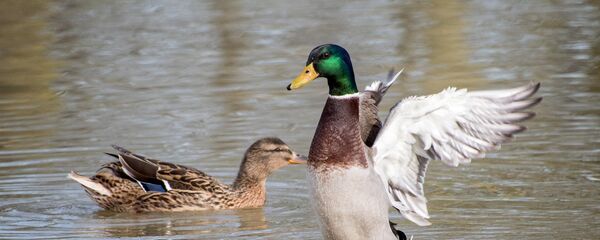 Утки, архивное фото - Sputnik Беларусь
