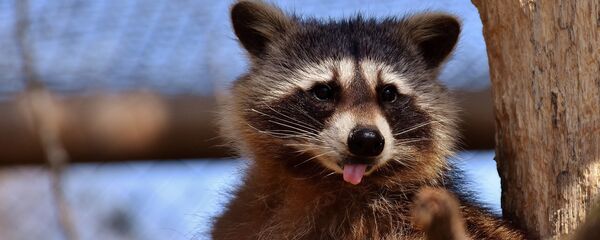 Енот, архивное фото - Sputnik Беларусь