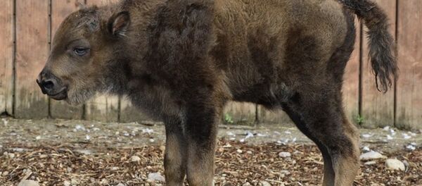 Безымянный зубренок из Минского зоопарка - Sputnik Беларусь