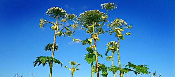 Борщевик - Sputnik Беларусь