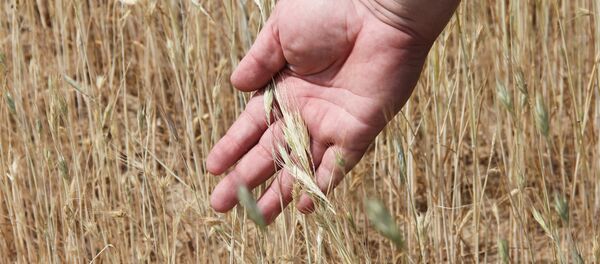 По такой суши ячменный колос уже не нальется - Sputnik Беларусь
