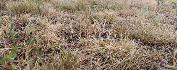 Сухая трава - Sputnik Беларусь