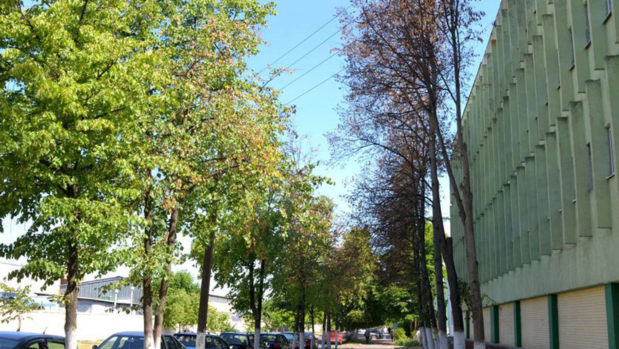 Шестнадцать деревьев. Гомель дерево. Улица Минская Гомель.