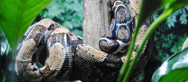 Питон, архивное фото - Sputnik Беларусь