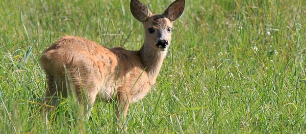 Косуля, архивное фото - Sputnik Беларусь