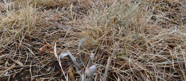 Сухая трава - Sputnik Беларусь