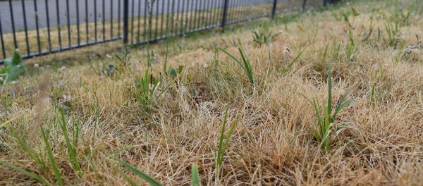 Сухая трава Сухая трава - Sputnik Беларусь