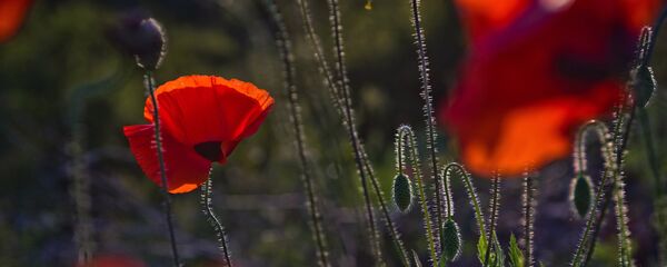 Мак - Sputnik Беларусь