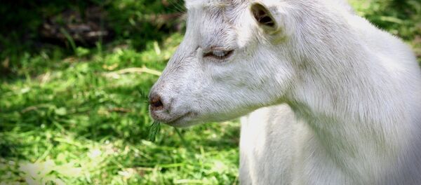 Козленок, архивное фото - Sputnik Беларусь